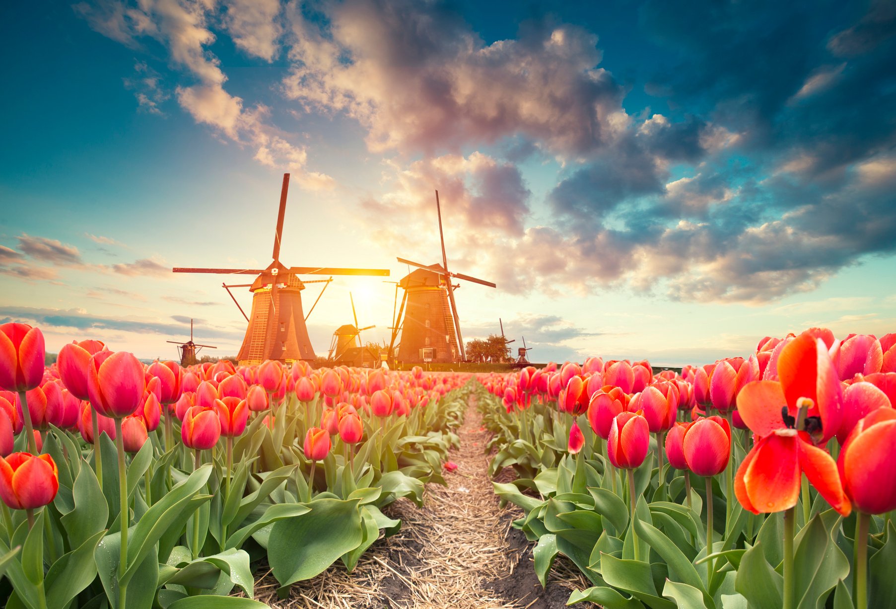 traditional Netherlands Holland dutch scenery with one typical windmill and tulips, Netherlands countryside