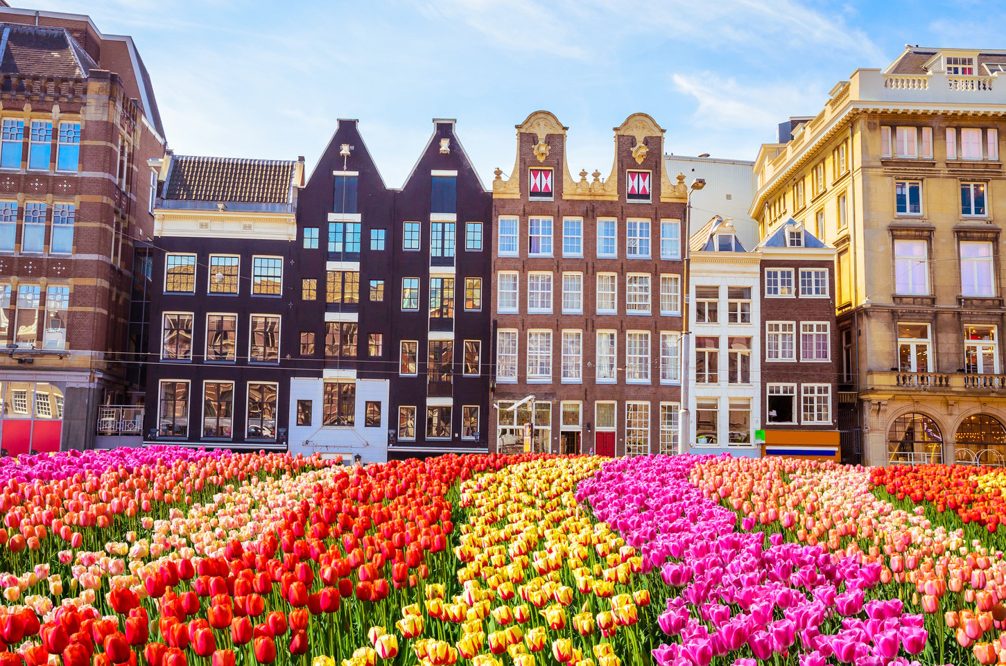 Traditional old buildings and tulips in Amsterdam, Netherlands